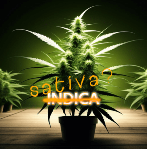 cannabis plant with the word indica crossed out and sativa sloppily written because the terms are incorrect and used by simpletons who don't really understand marijuana