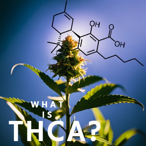 What is legal THCA image by the420lifestyle.com thca hemp flower concentrates